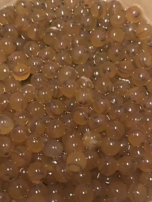 Lake Trout Eggs Begin to Hatch!  Friends of the Upper Mississippi
